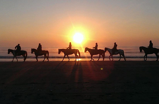 サンシャインステーブルス